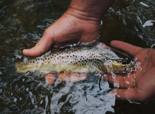Returning to Durango With a Fly Rod in My Hand
